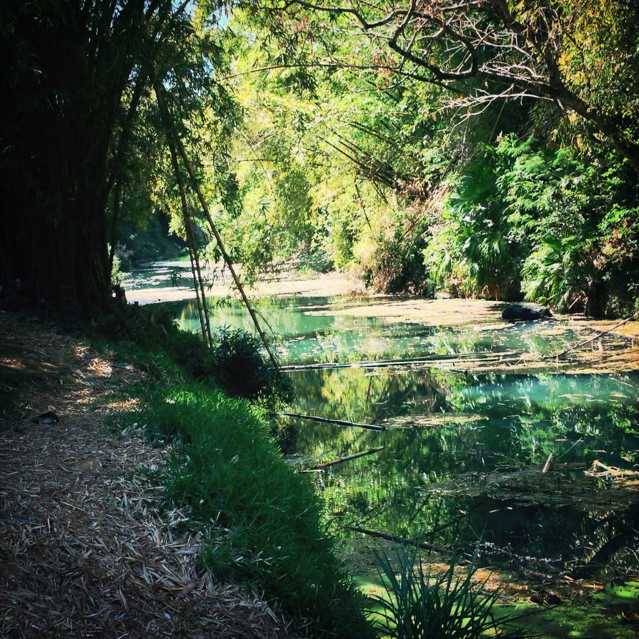 tree, water, tranquility, tranquil scene, growth, nature, beauty in nature, scenics, branch, lake, forest, tree trunk, reflection, green color, river, idyllic, day, outdoors, sunlight, no people