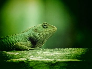 Close-up of lizard