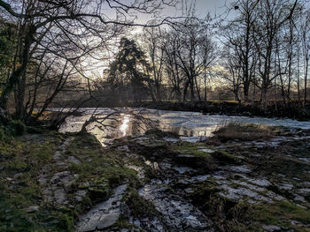 Bare trees by river in forest against sky