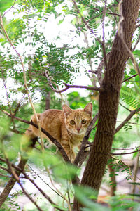 Portrait of cat