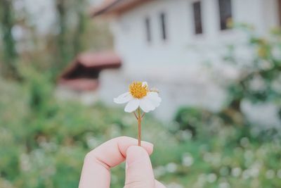 Human hand holding small flower