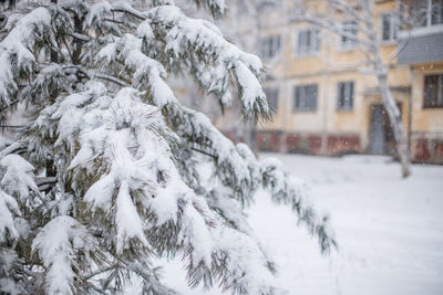 Snow covered land and trees during winter