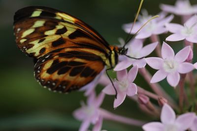 Close-up of butterfly on flowers