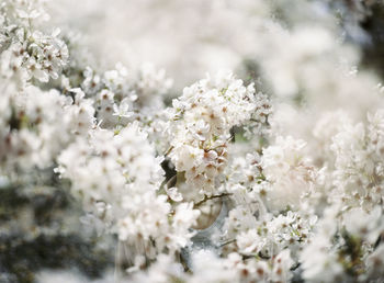 Close-up of white flowers growing in field
