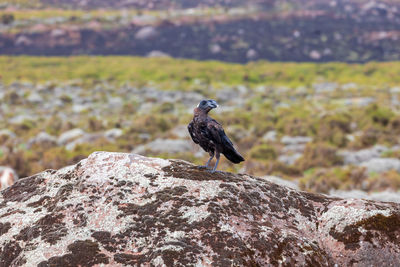 Bird perching on rock