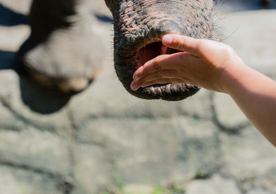 Cropped hand feeding elephant