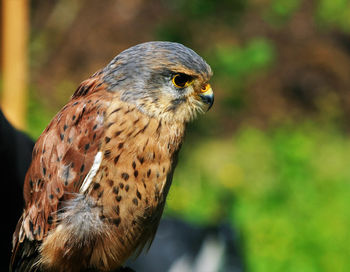 Close-up of kestrel looking away