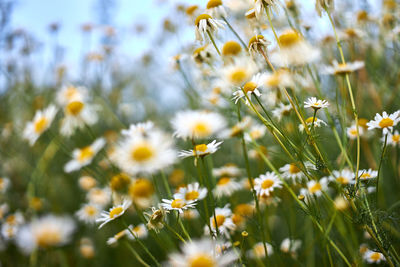 Close-up of yellow flowers on field