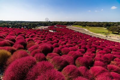 Scenic view of flowering plants on field against sky