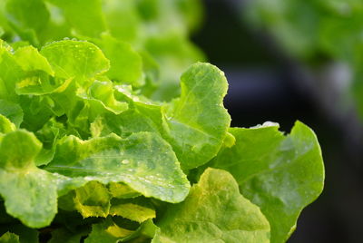 Close-up of green leaves