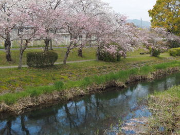 View of cherry blossom trees in lake