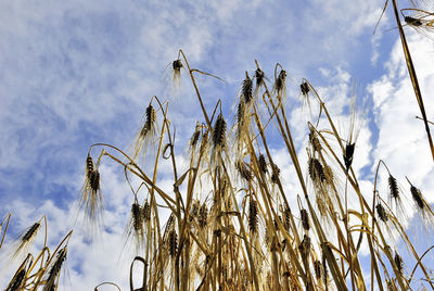 Low angle view of plants against sky