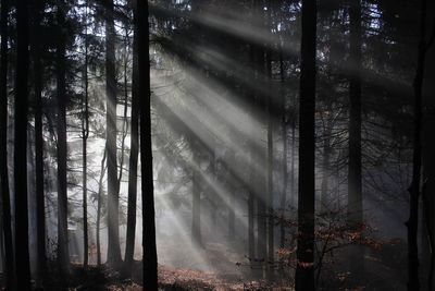 Sunbeams amidst trees in forest