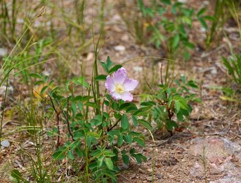 Close-up of flowers blooming on field