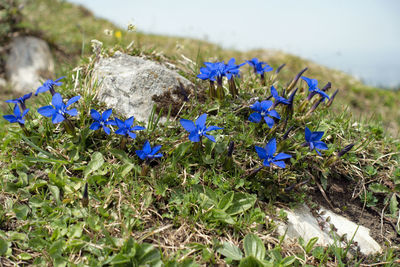 Close-up of purple flowering plants on land