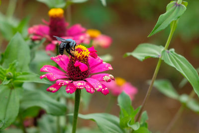 Close-up of bee pollinating on flower