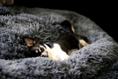 Close-up of dog sleeping on bed at home