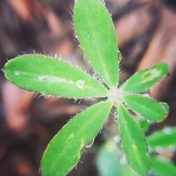 Close-up of leaves