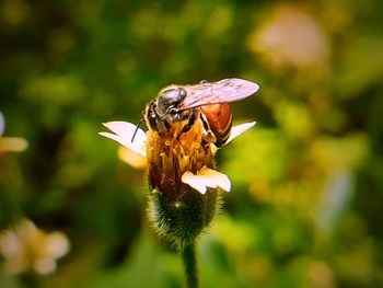 Close-up of insect on flower