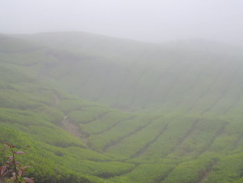 Scenic view of agricultural field in foggy weather