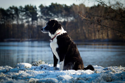 Dog sitting on lake during winter