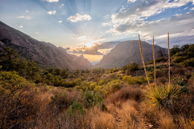 Scenic view of field against sky during sunset