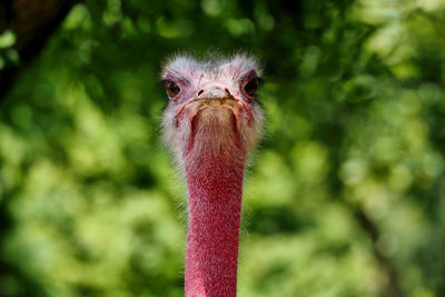 Close-up of bird