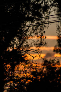 Bare trees at sunset