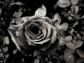 Close-up of rose blooming outdoors