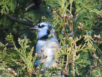 Blue jay in a tree