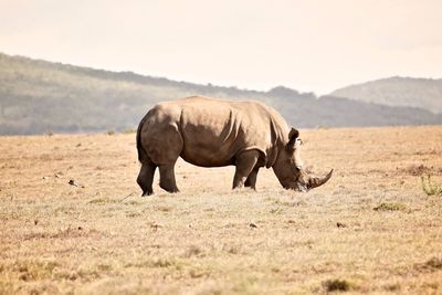 Rhinoceros standing on landscape against sky