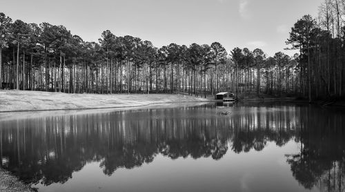 Tree line reflections in pond water under blue sky