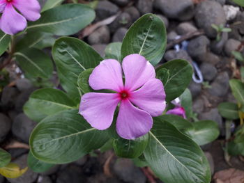 Close-up of pink flowering plant