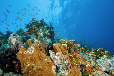 View of fish swimming underwater