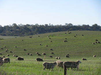 Flock of sheep on field against clear sky