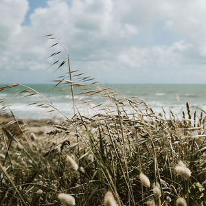 Close-up of grass by sea against sky