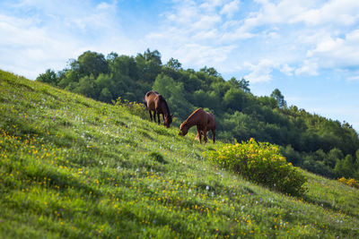 Horses graze on a green beautiful meadow in the mountains