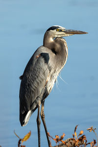 Close-up of gray heron