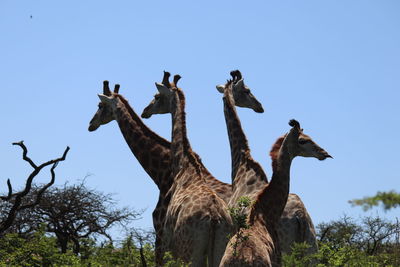 Low angle view of giraffe against clear blue sky