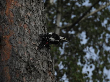 Bird perching on tree trunk