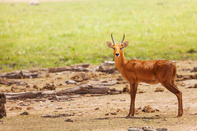 Portrait of giraffe standing on field