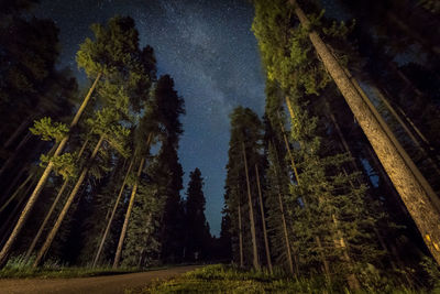 Low angle view of trees in forest against sky at night