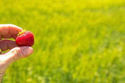 Close-up of hand holding strawberry