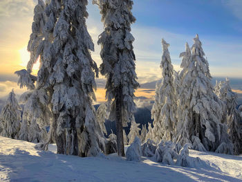 Snow covered trees against sky