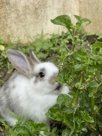 Close-up of a rabbit