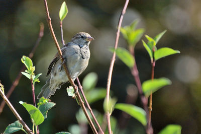 Close-up of bird perching on branch