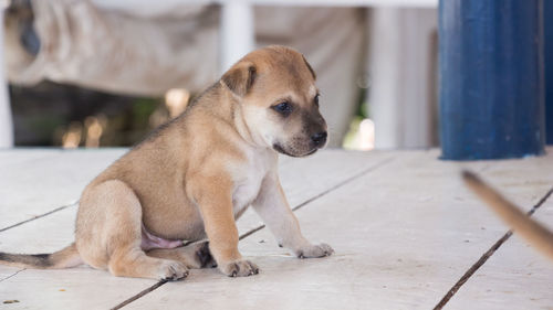 Dog sitting on floor