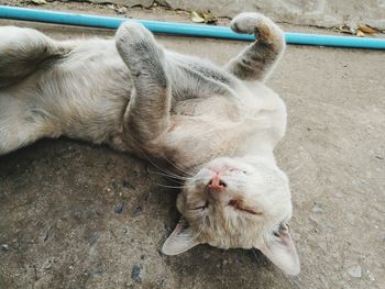 High angle view of cat sleeping