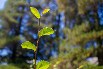 Close-up of plant