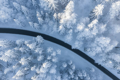 Low angle view of frozen trees against sky